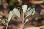 Little hogweed